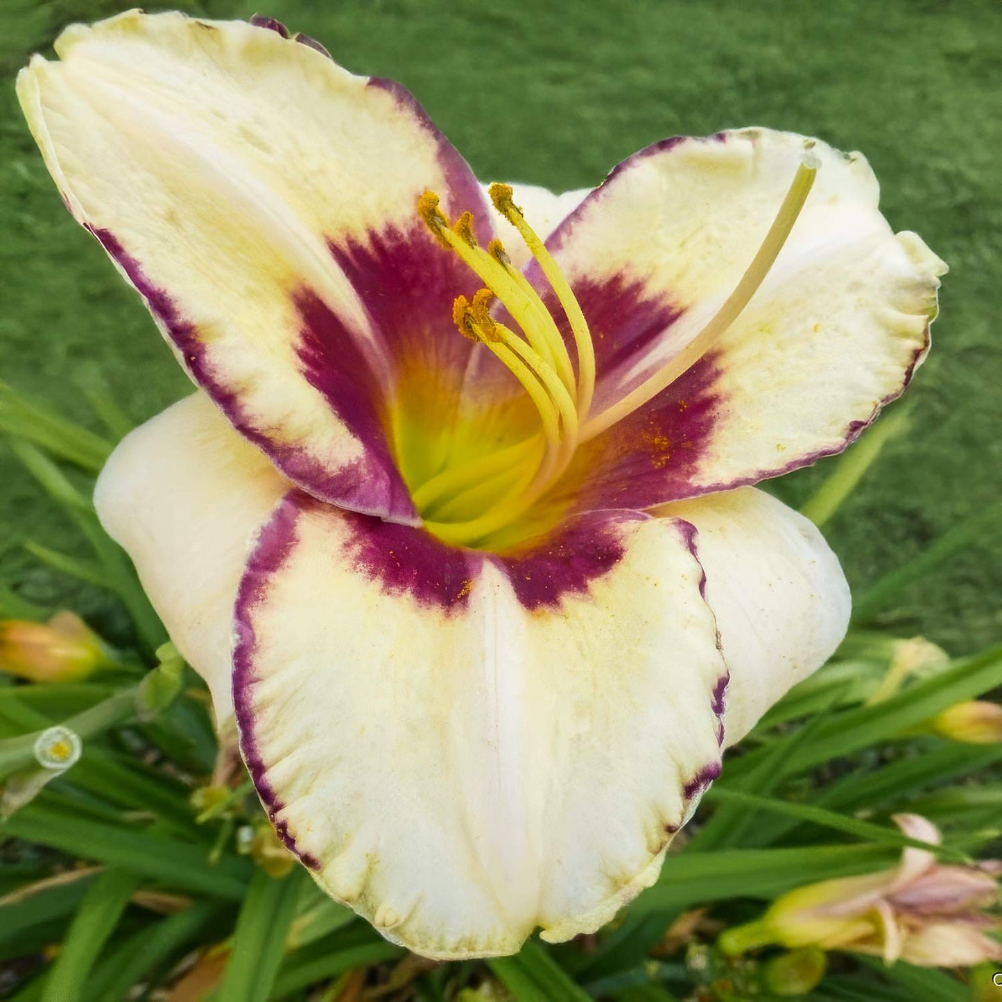 Hemerocallis 'Alaqua'