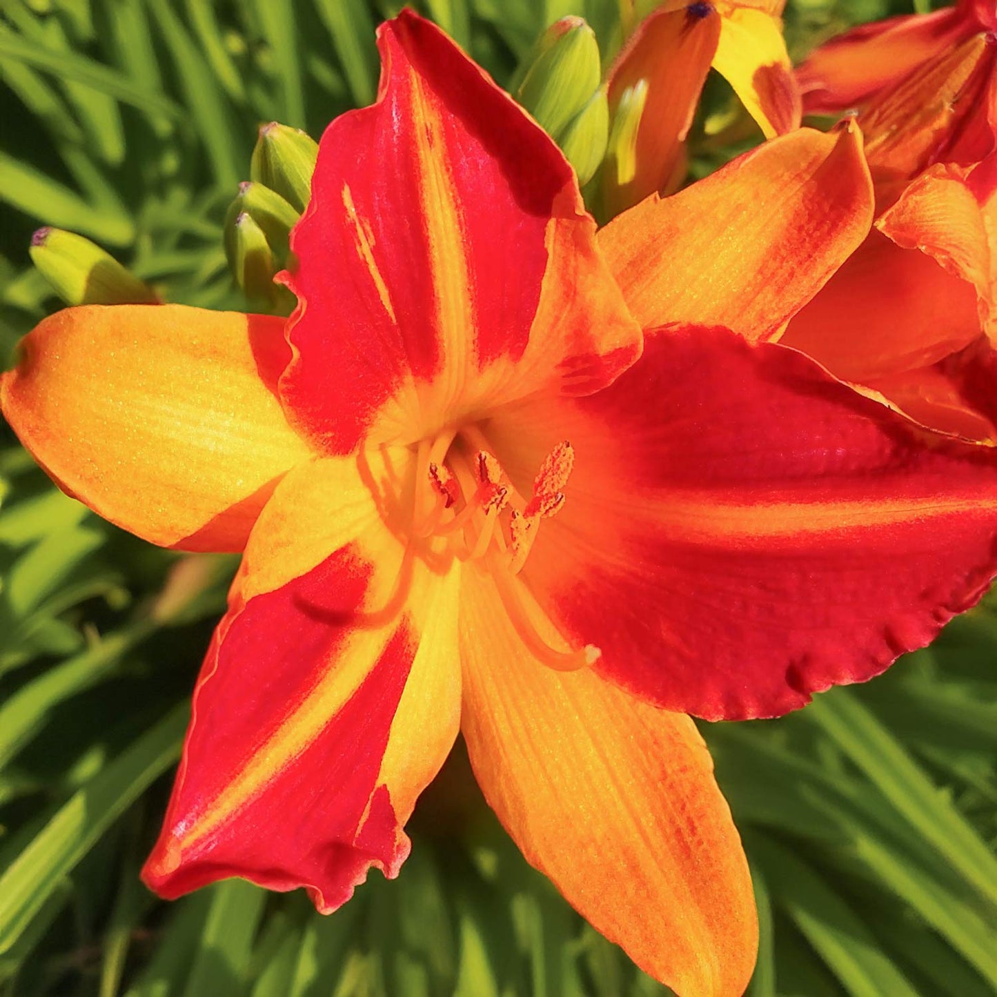 Hemerocallis 'Cathy's Sunset'