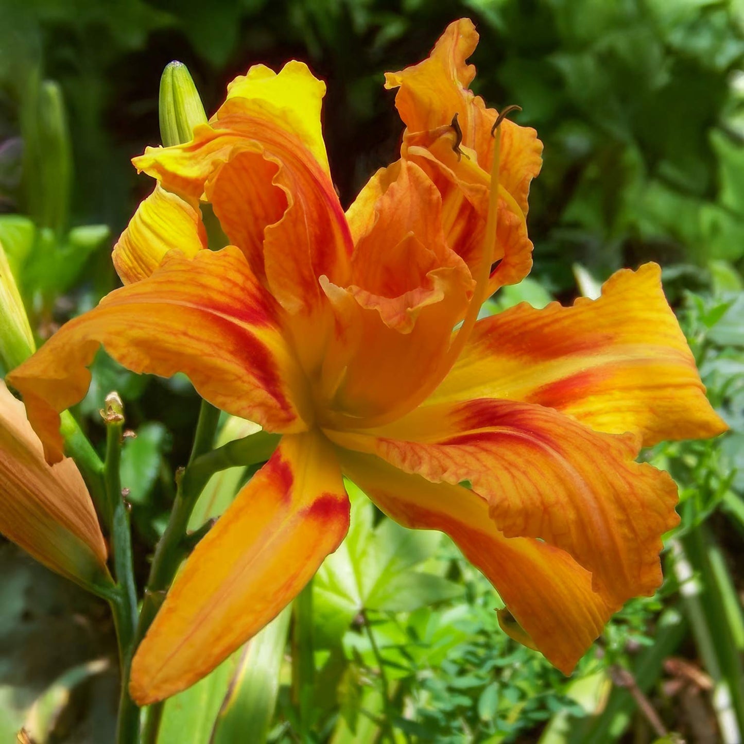 Hemerocallis fulva 'Flore Pleno'
