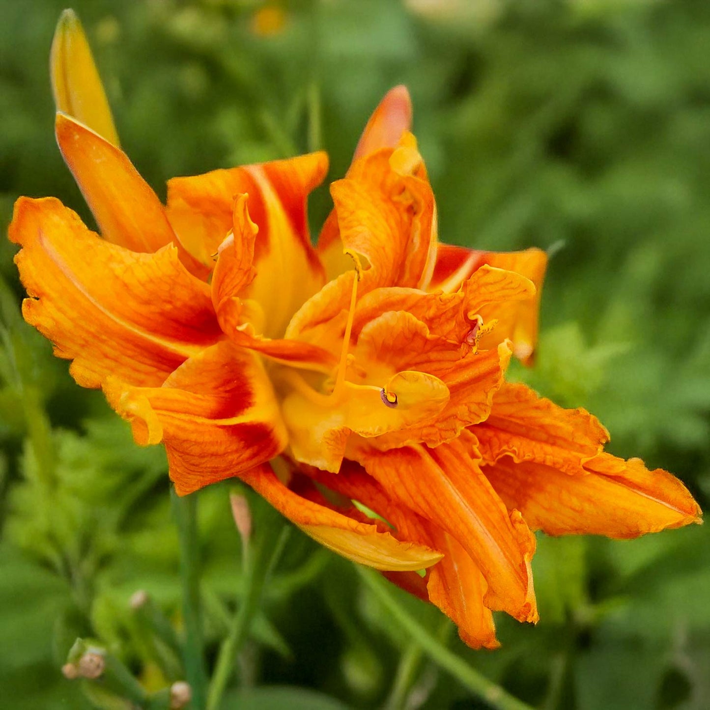 Hemerocallis fulva 'Flore Pleno'