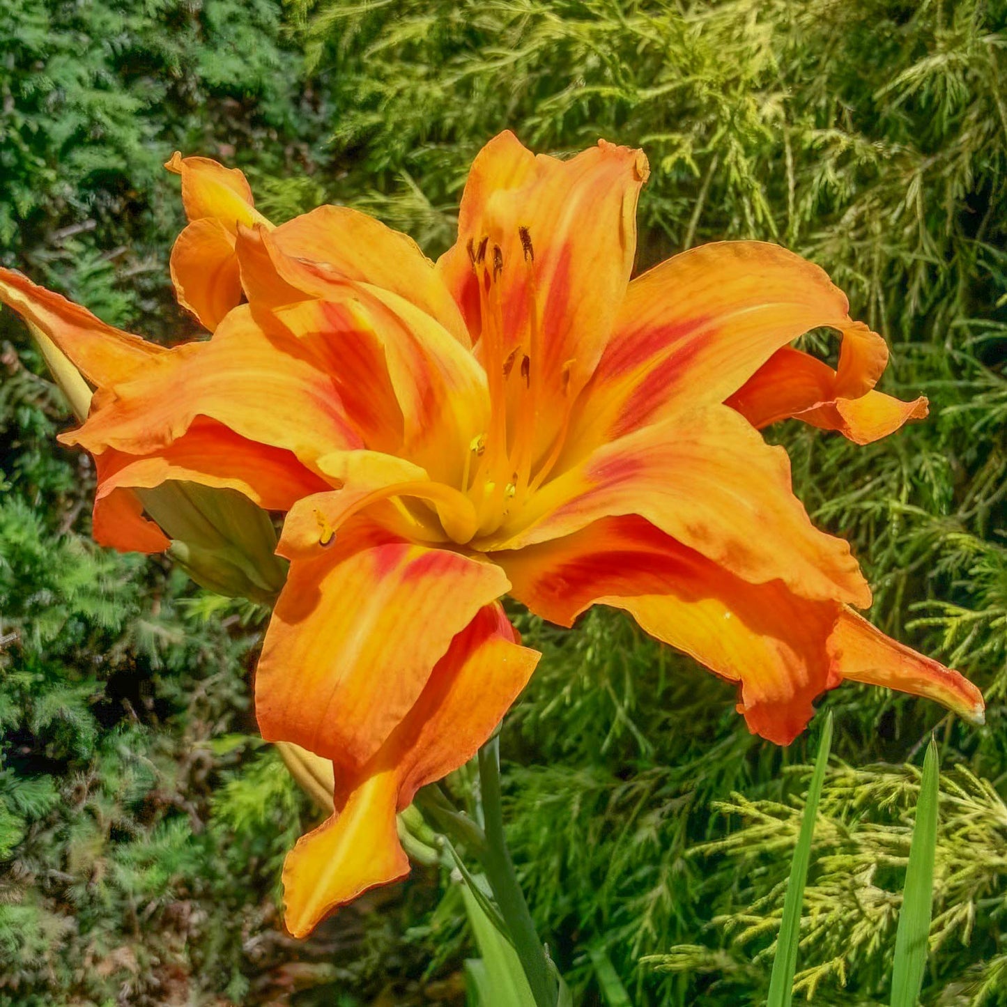 Hemerocallis fulva 'Flore Pleno'