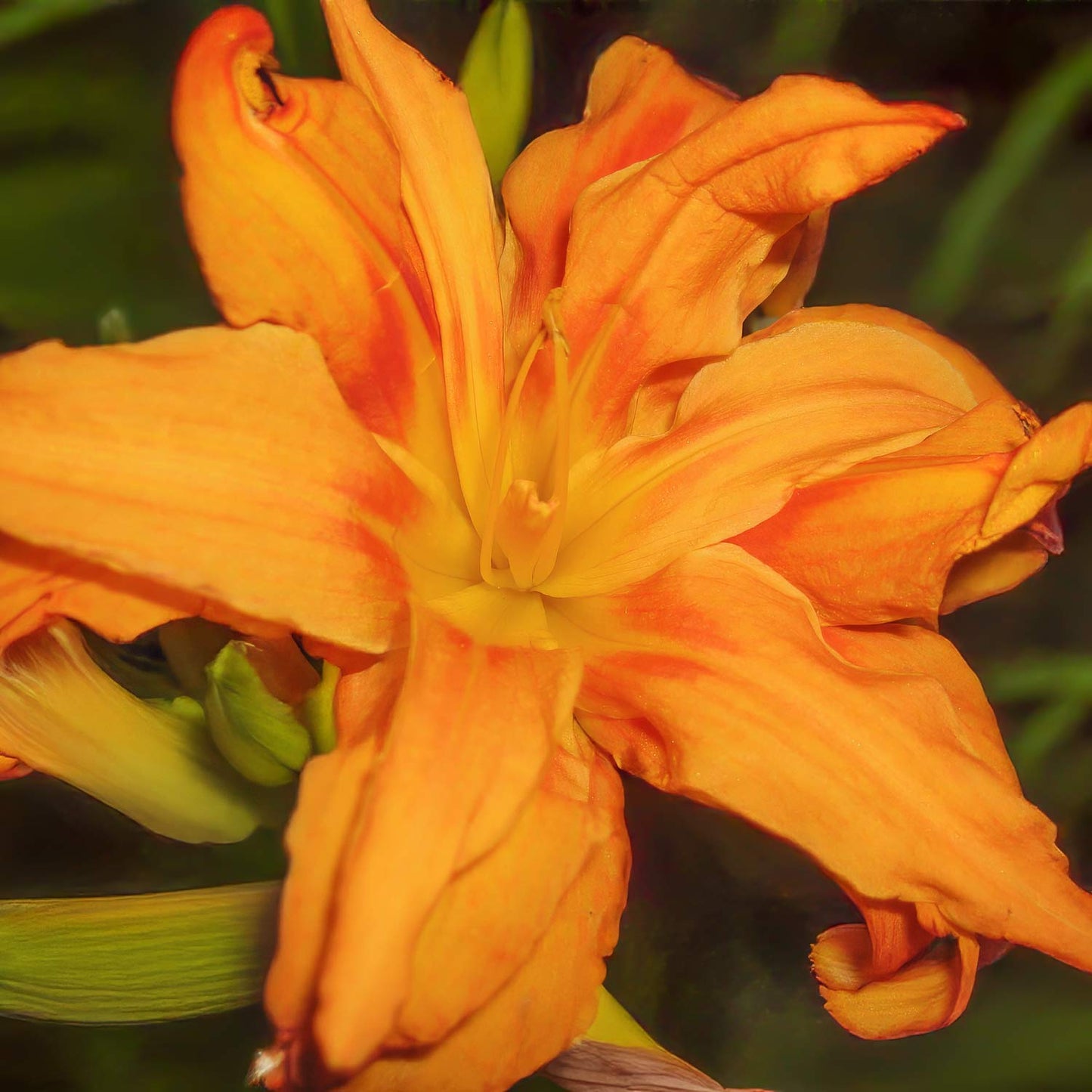 Hemerocallis fulva 'Flore Pleno'