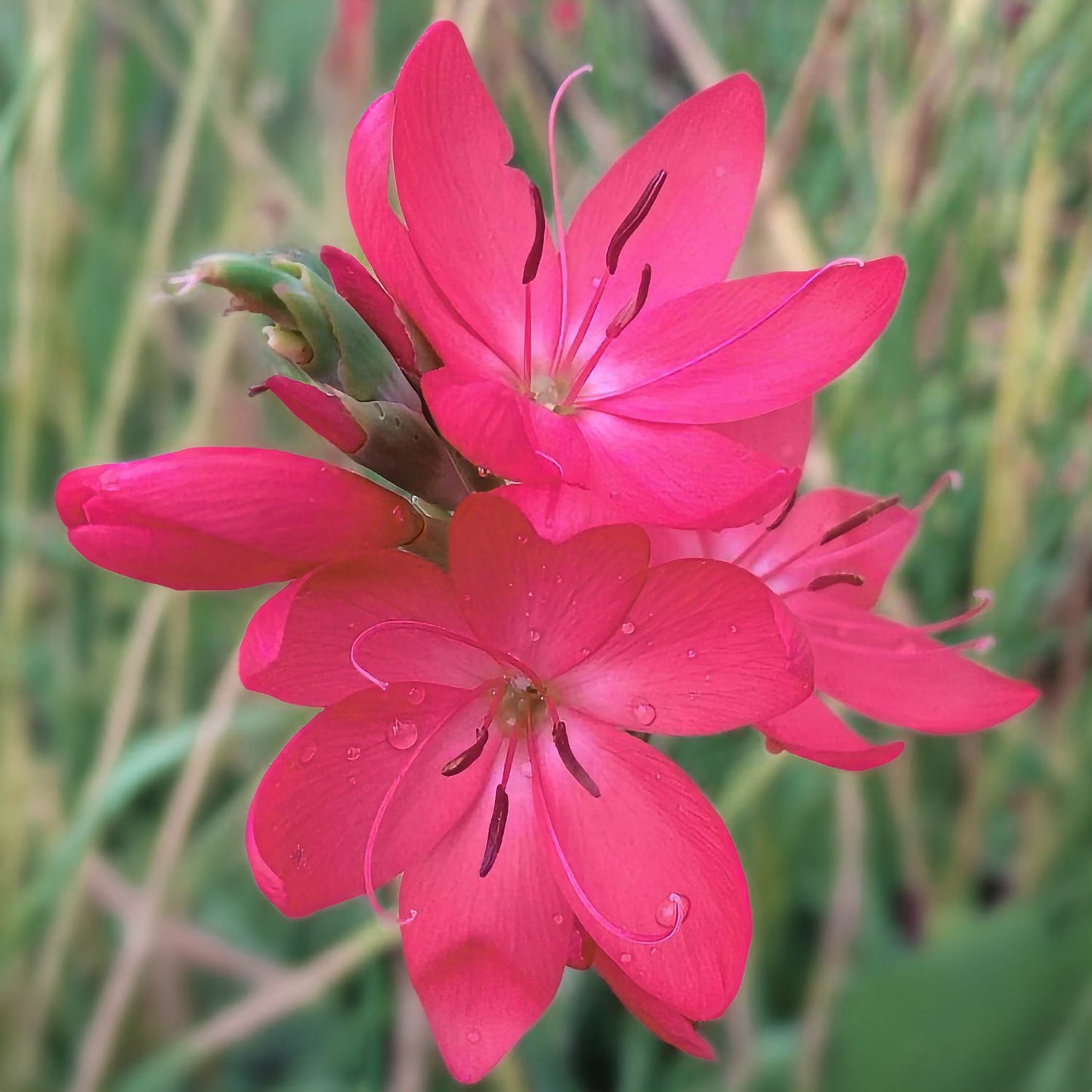 Hesperantha coccinea 'Oregon Sunset'