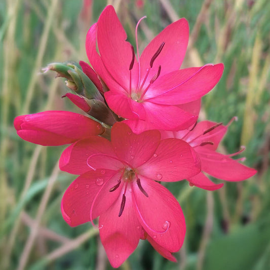 Hesperantha coccinea 'Oregon Sunset'