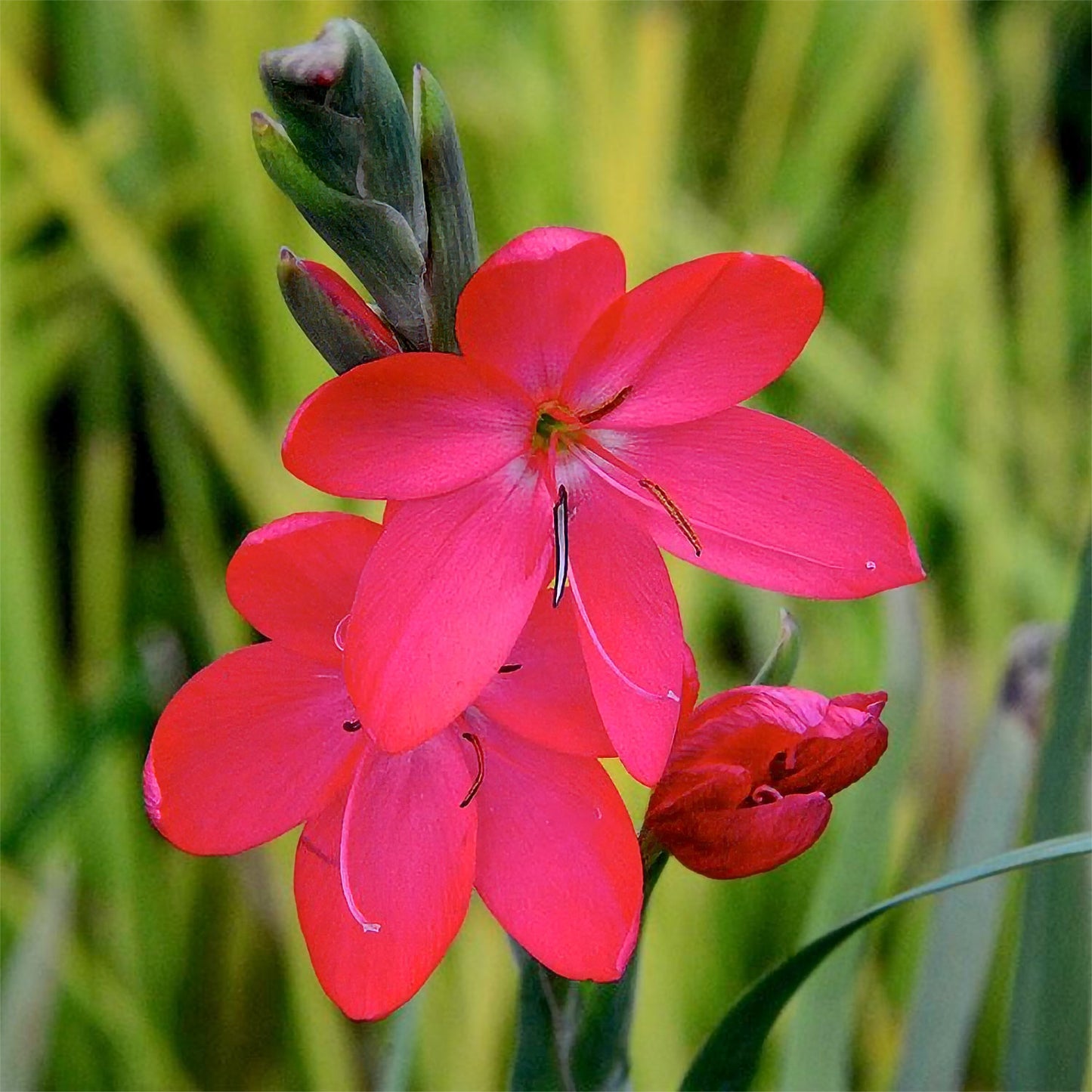Hesperantha coccinea 'Oregon Sunset'