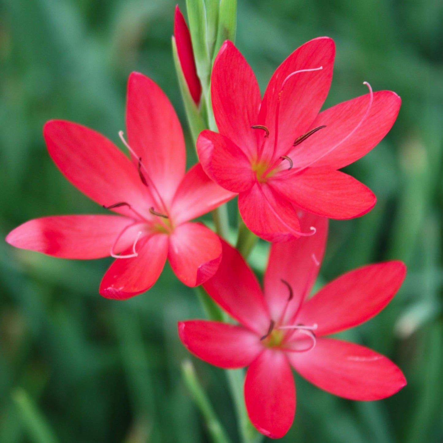 Hesperantha coccinea 'Oregon Sunset'