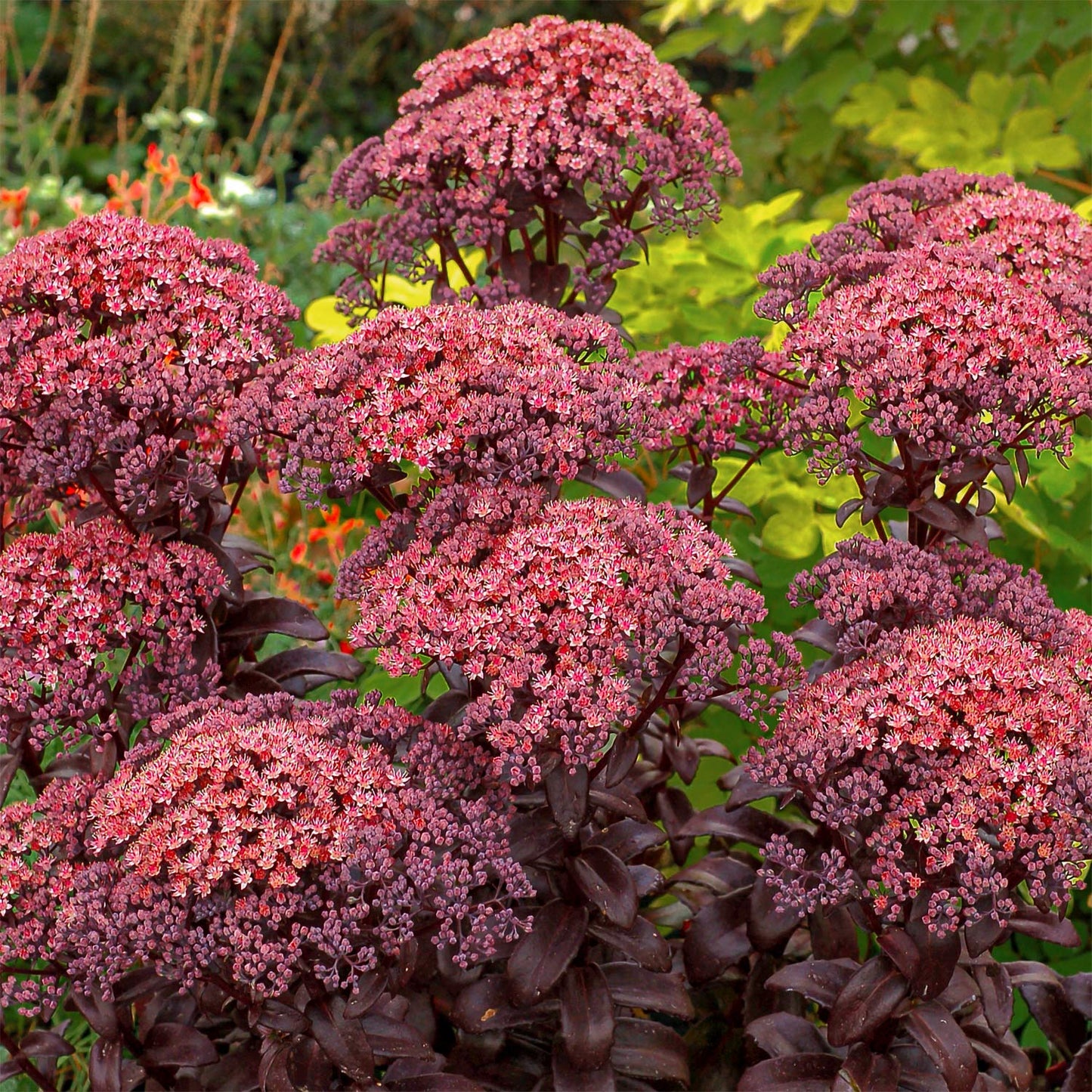 Hylotelephium 'Dark Magic'