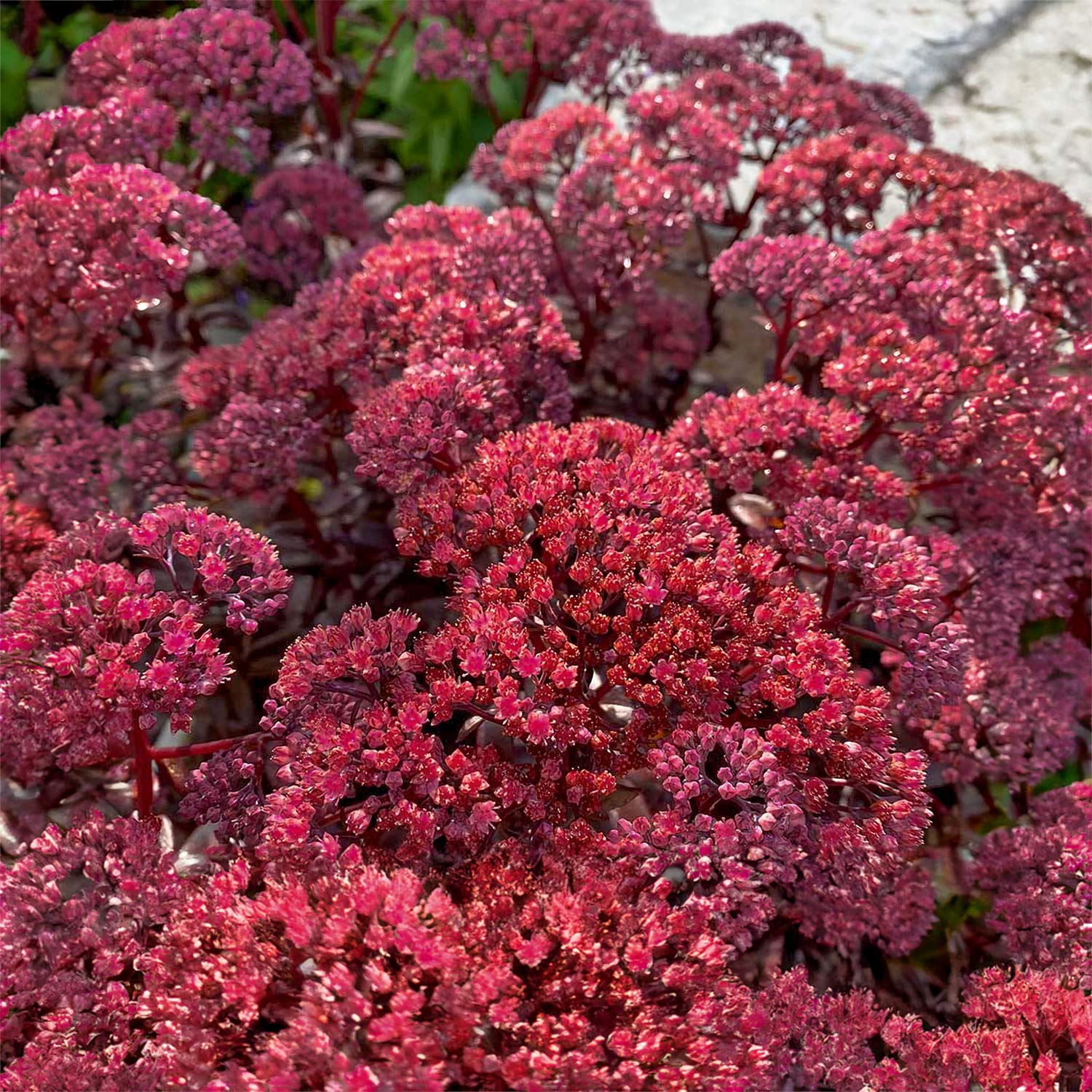 Hylotelephium 'Dark Magic'