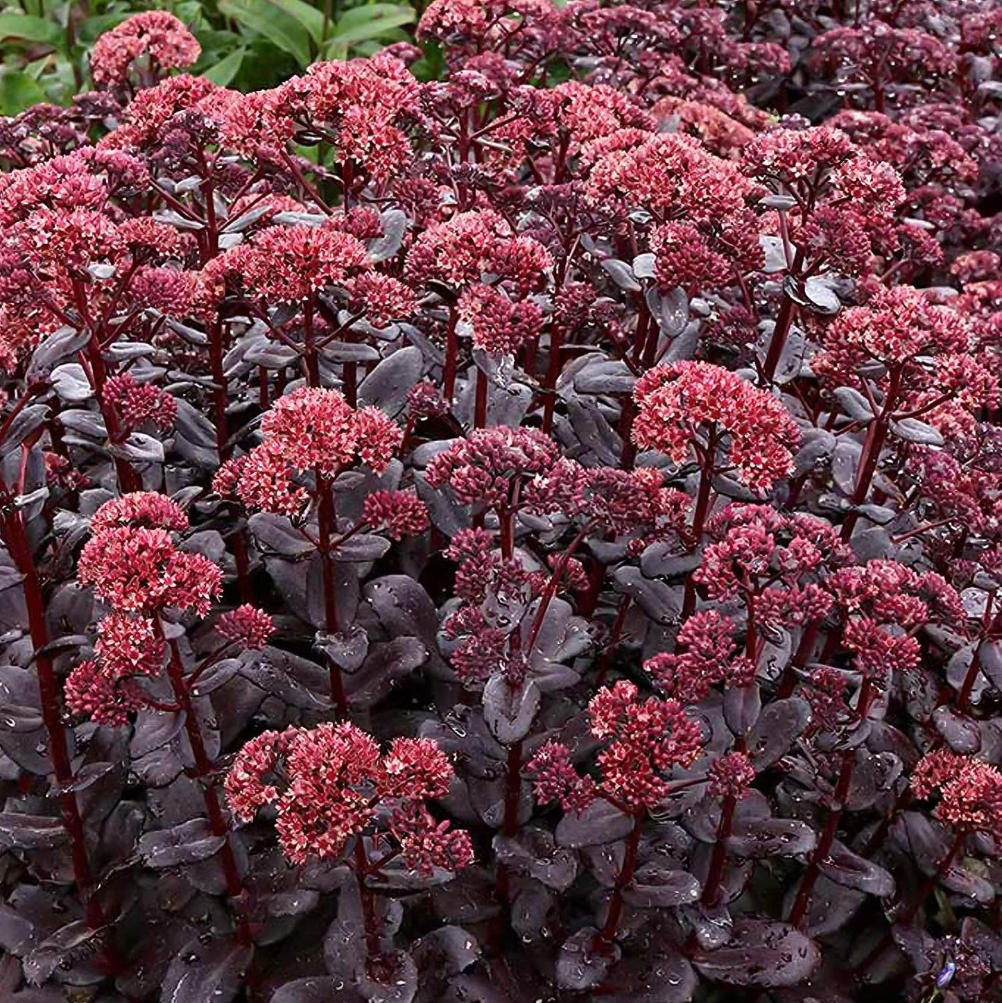 Hylotelephium 'Dark Magic'