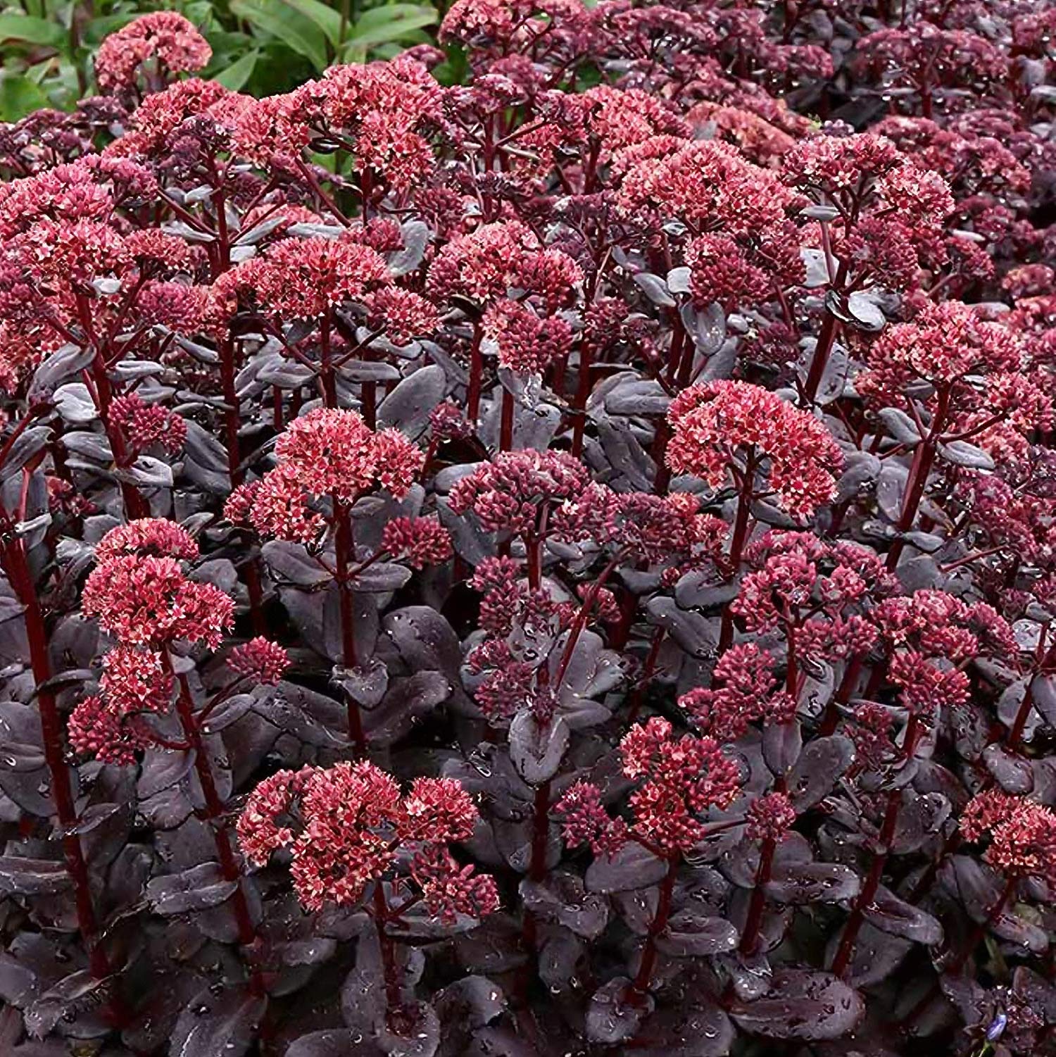 Hylotelephium 'Dark Magic'