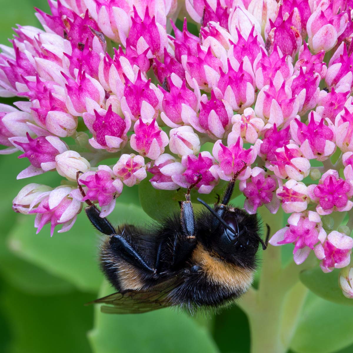 Macro close up of a Honey Bee, upside-down, feeding on tiny pink and white flowers of Stonecrop, Hylotelephium 'Herbstfreude', previously known as Sedum spectabile 'Autumn Joy'.
