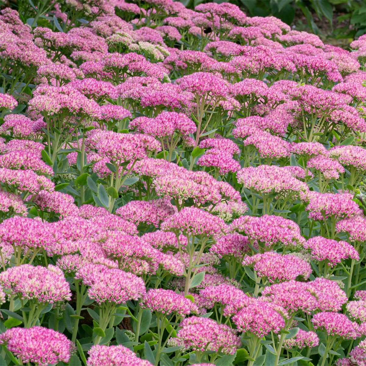 Hylotelephium 'Herbstfreude' (Sedum 'Autumn Joy'), Stonecrop