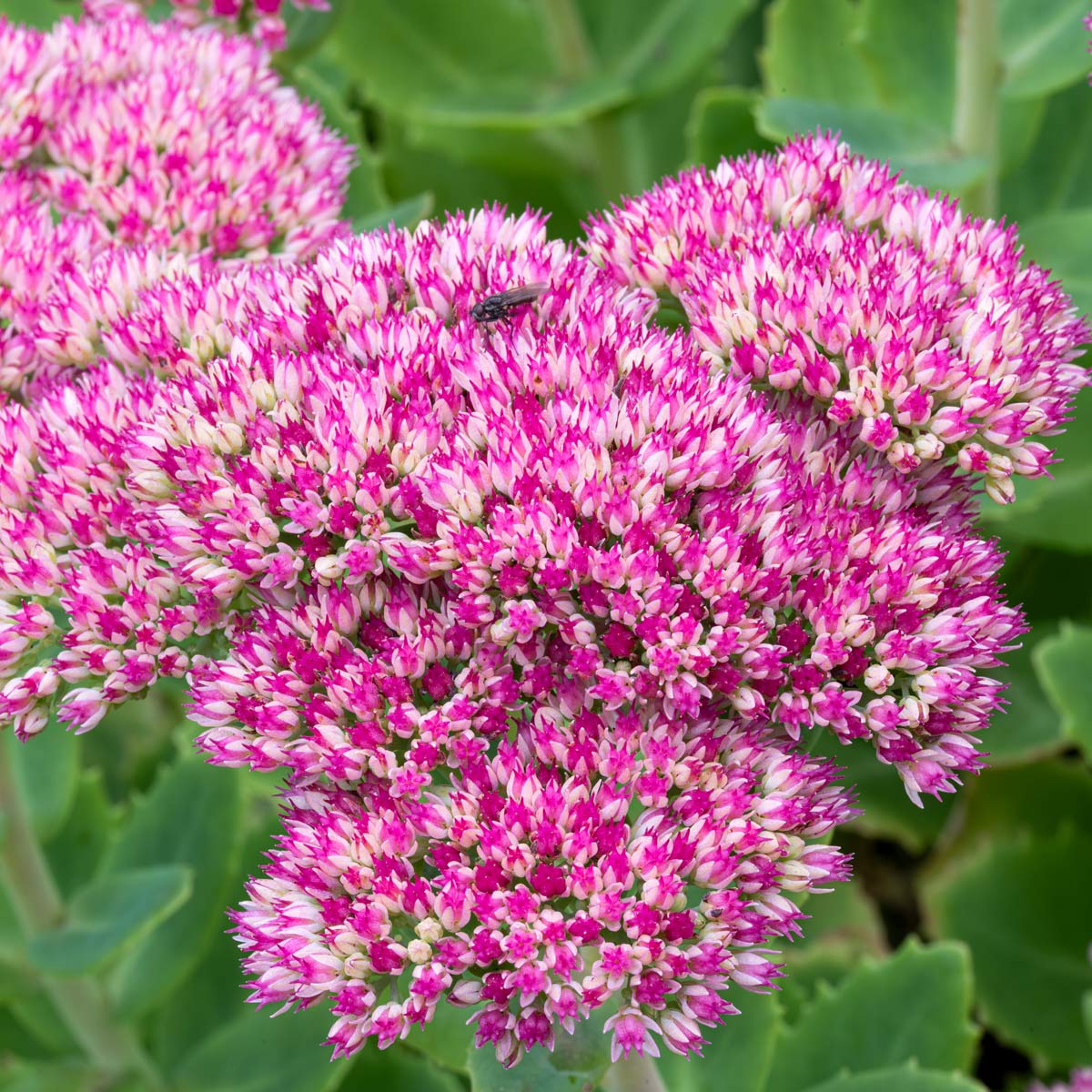 Close up of Hylotelephium Herbstfreude (Sedum 'Autumn Joy')