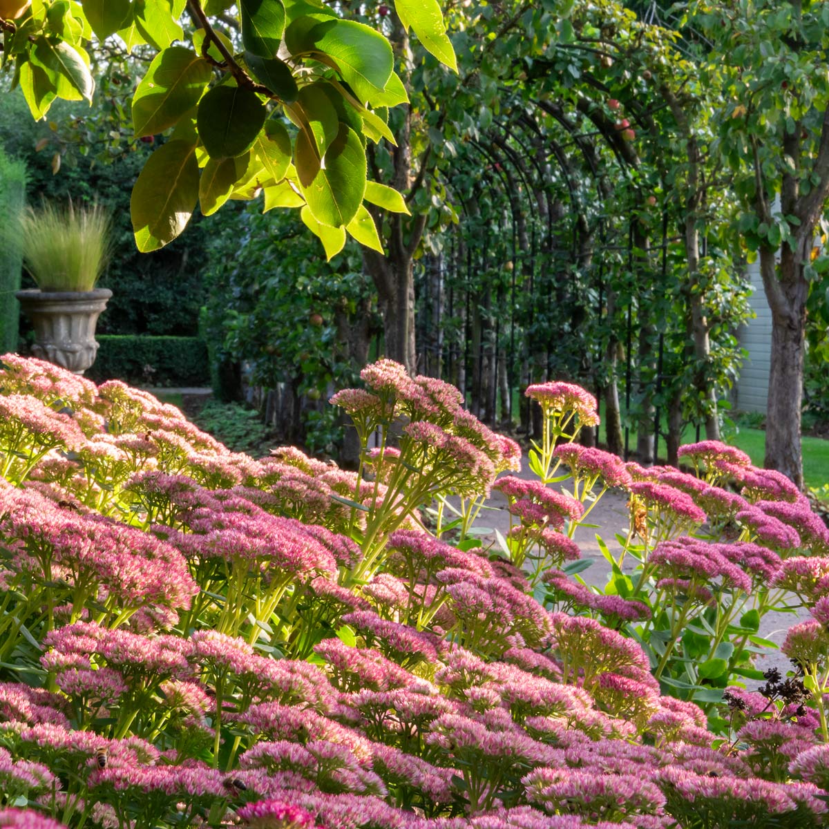 Hylotelephium 'Herbstfreude' in front of Apple Arch at Barnsdale Gardens