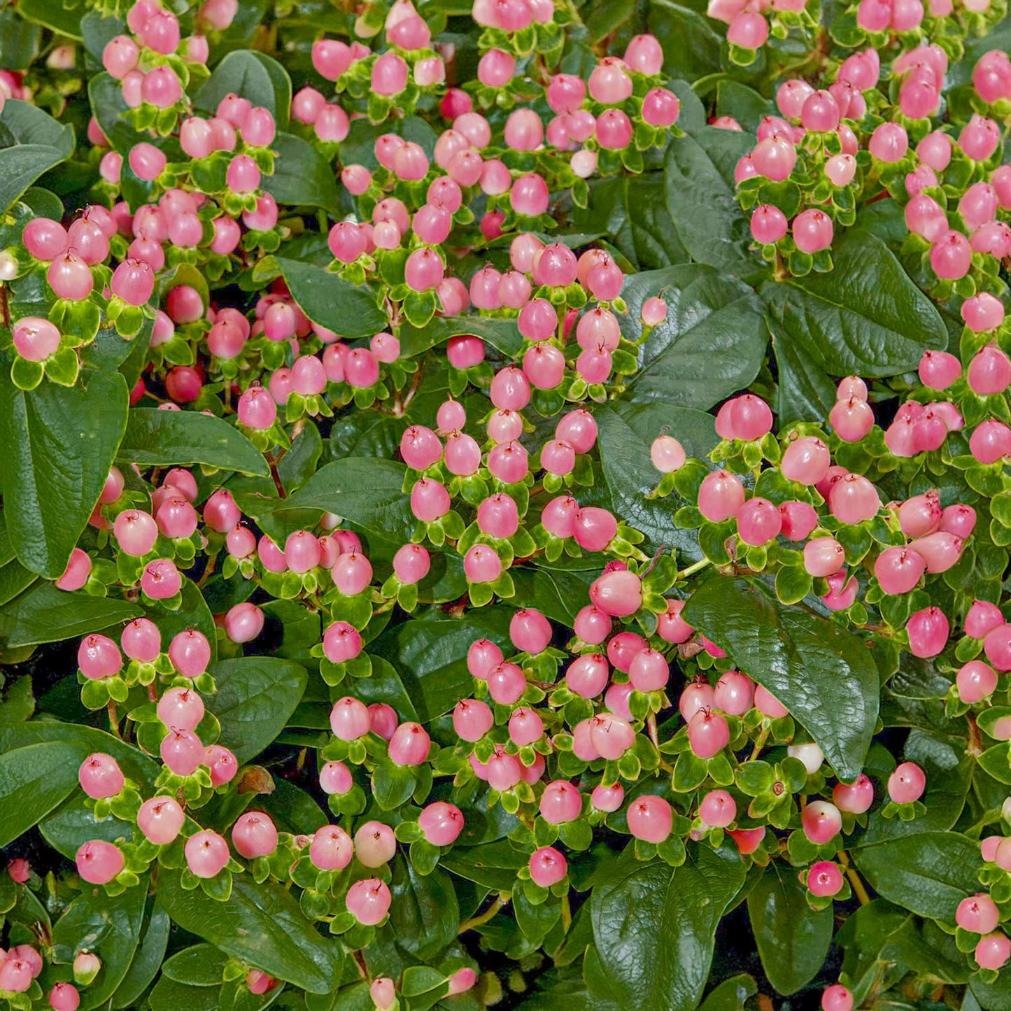 Hypericum 'Miracle Blossom'
