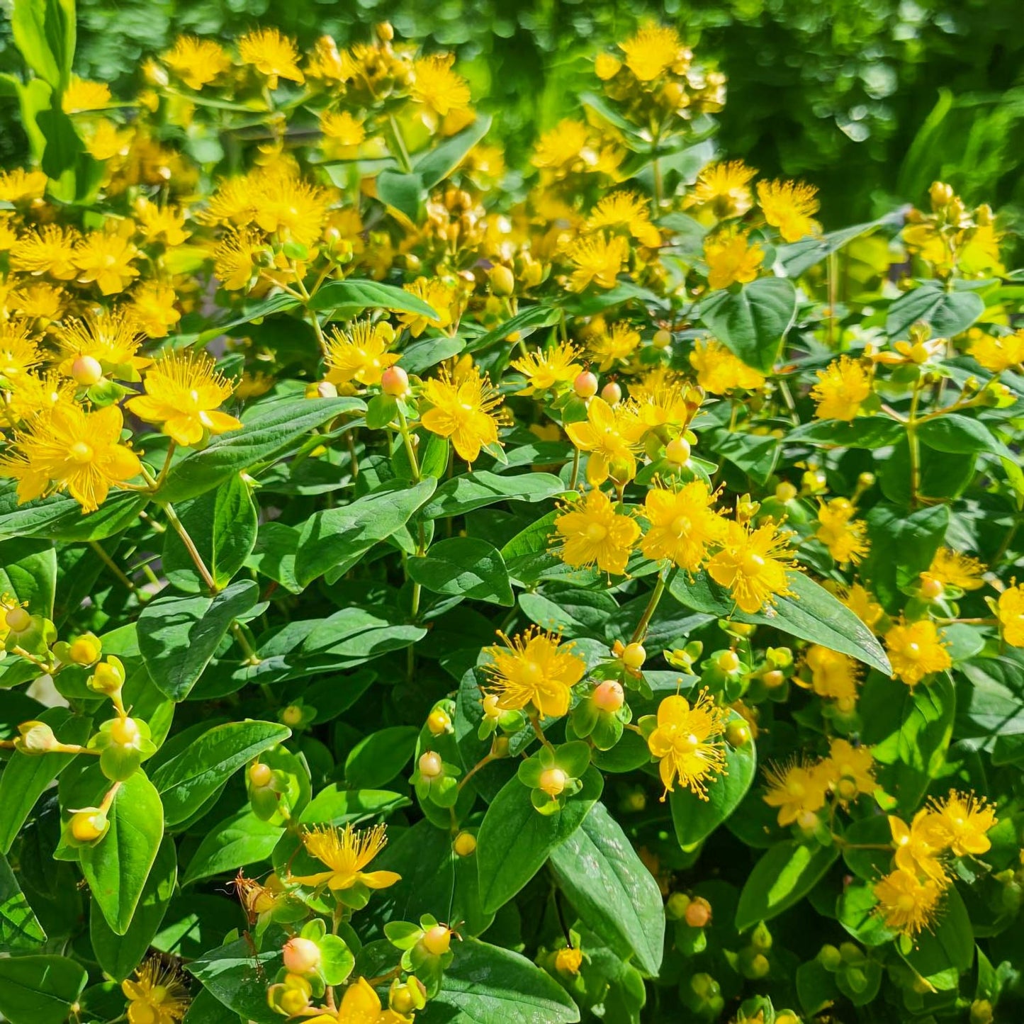 Hypericum 'Miracle Blossom'