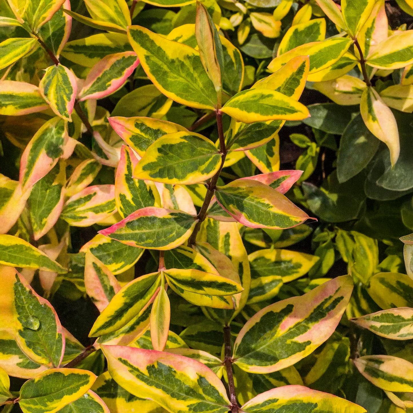 Hypericum x moserianum 'Little Misstery'