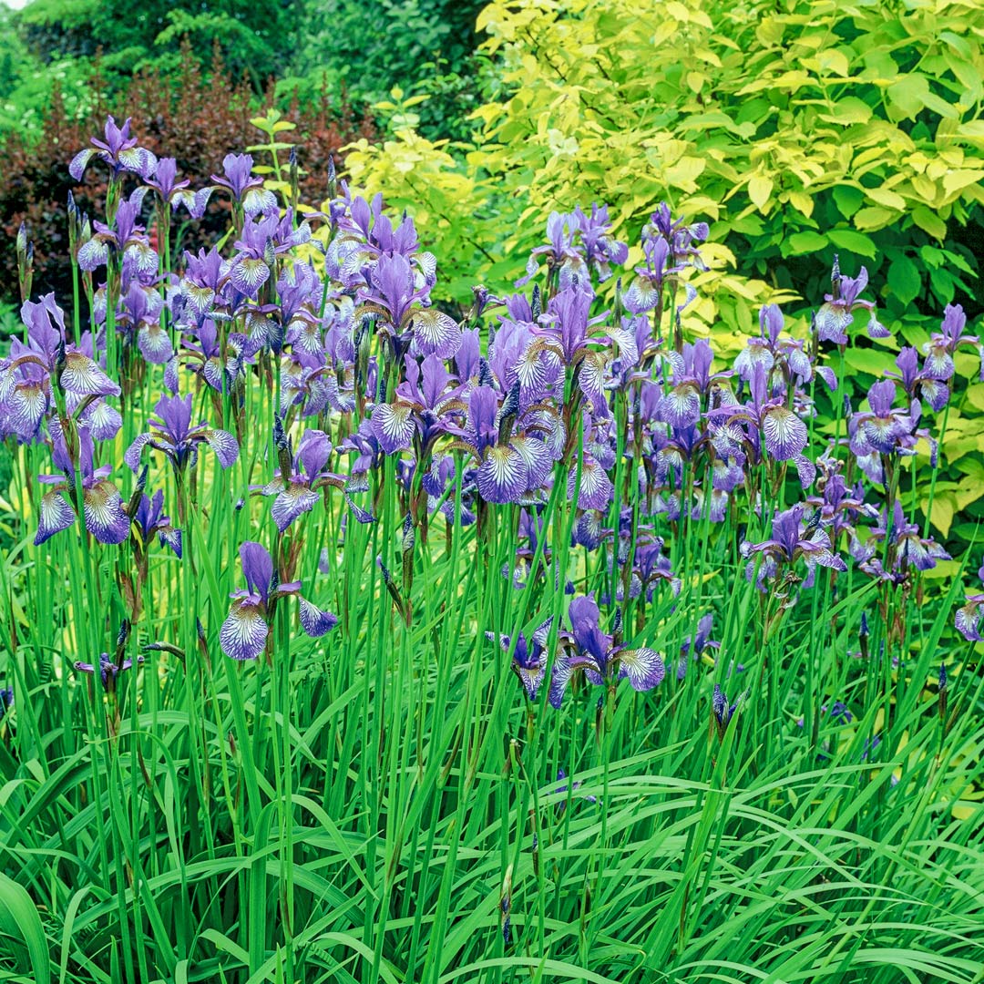 Iris sibirica by the Bog Garden at Barnsdale Gardens