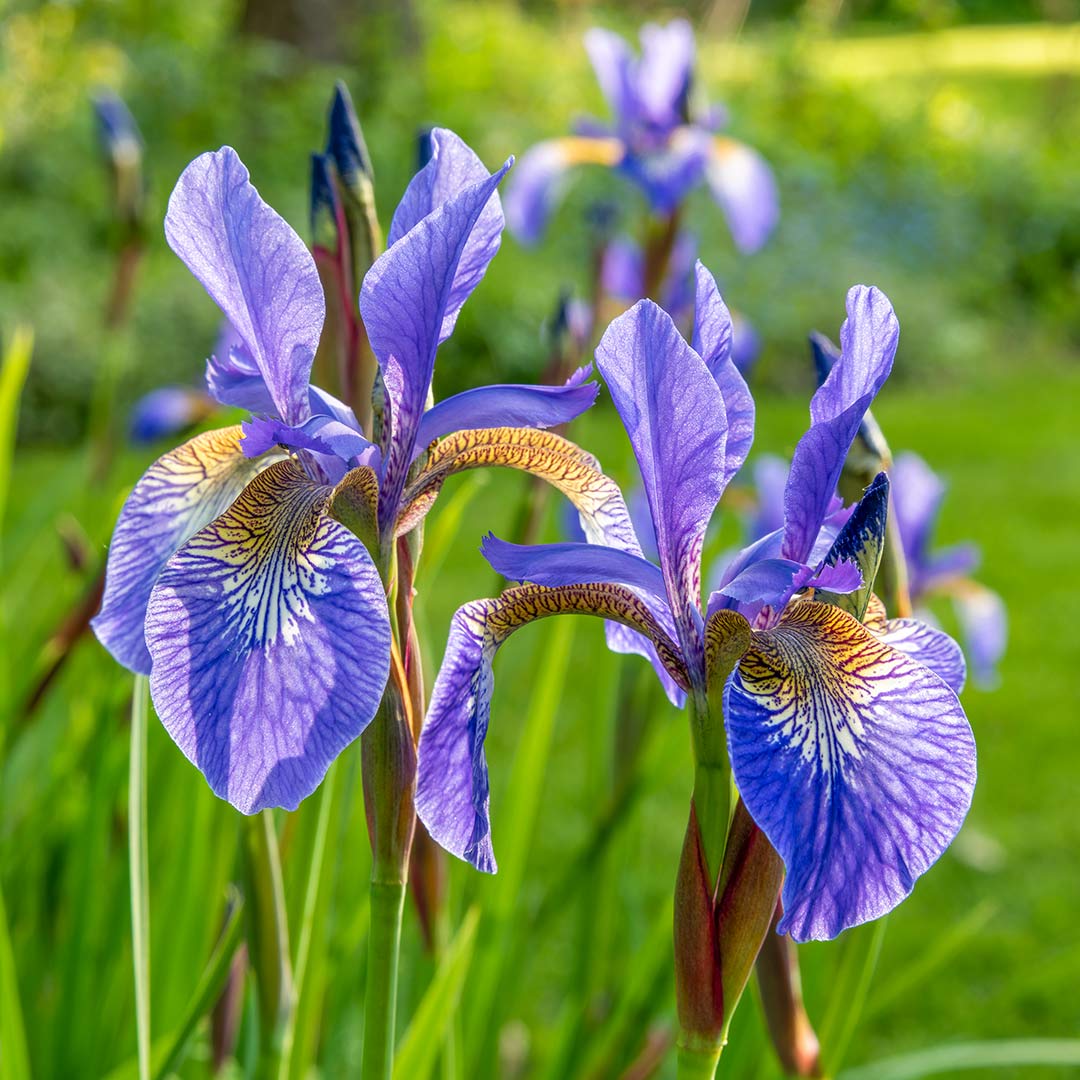 Iris sibirica