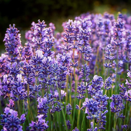 Lavandula x intermedia Old English Group