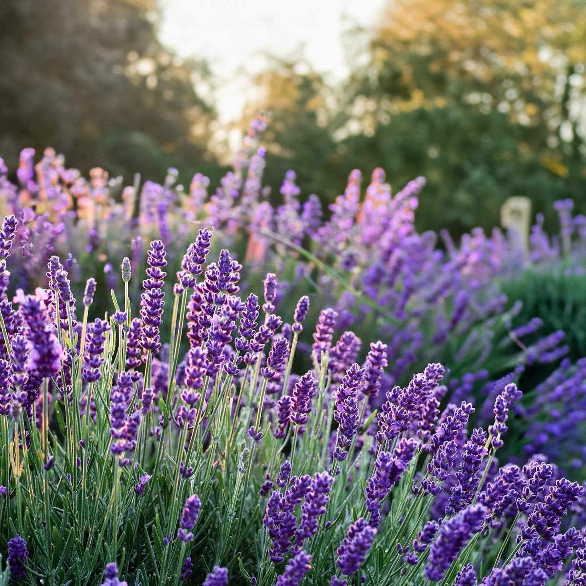Lavandula x intermedia Old English Group