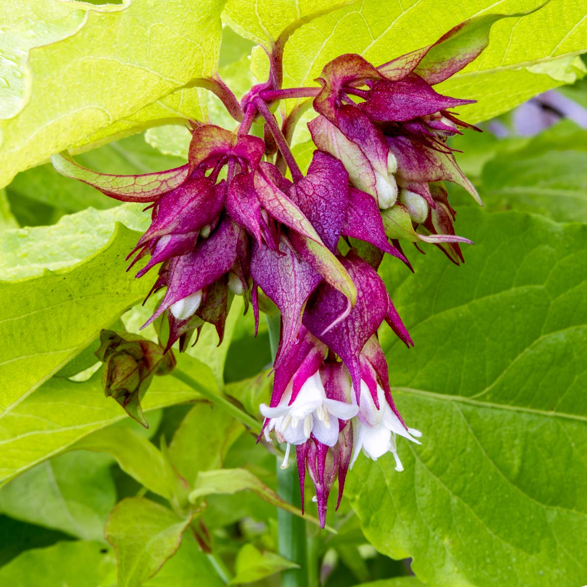 Leycesteria formosa 'Little Lanterns'