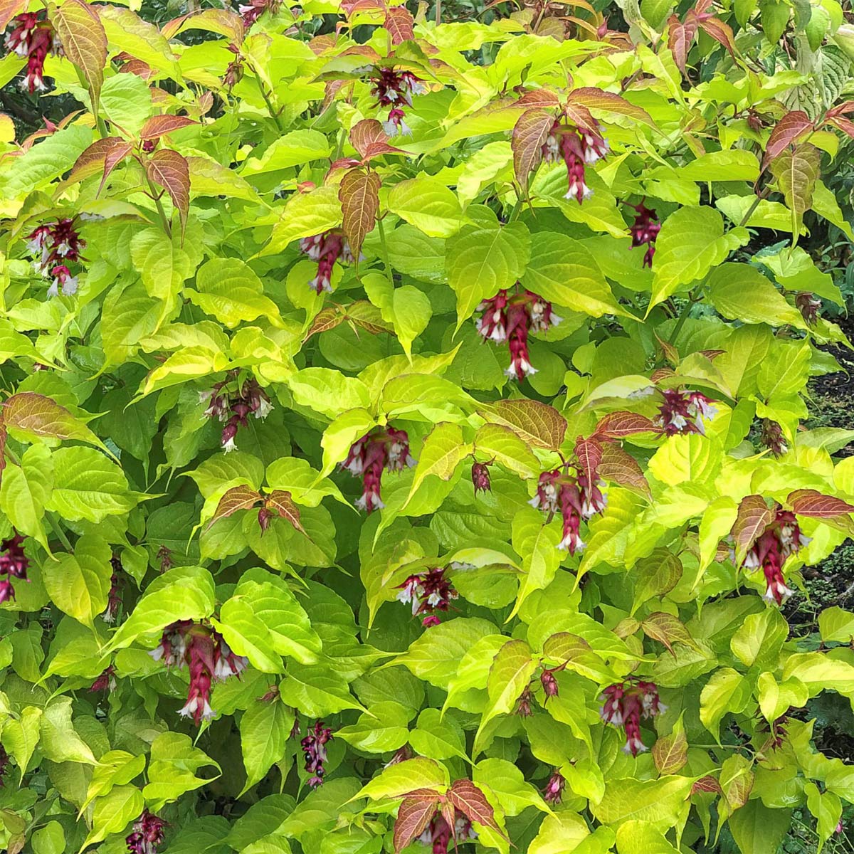 Leycesteria formosa 'Little Lanterns'