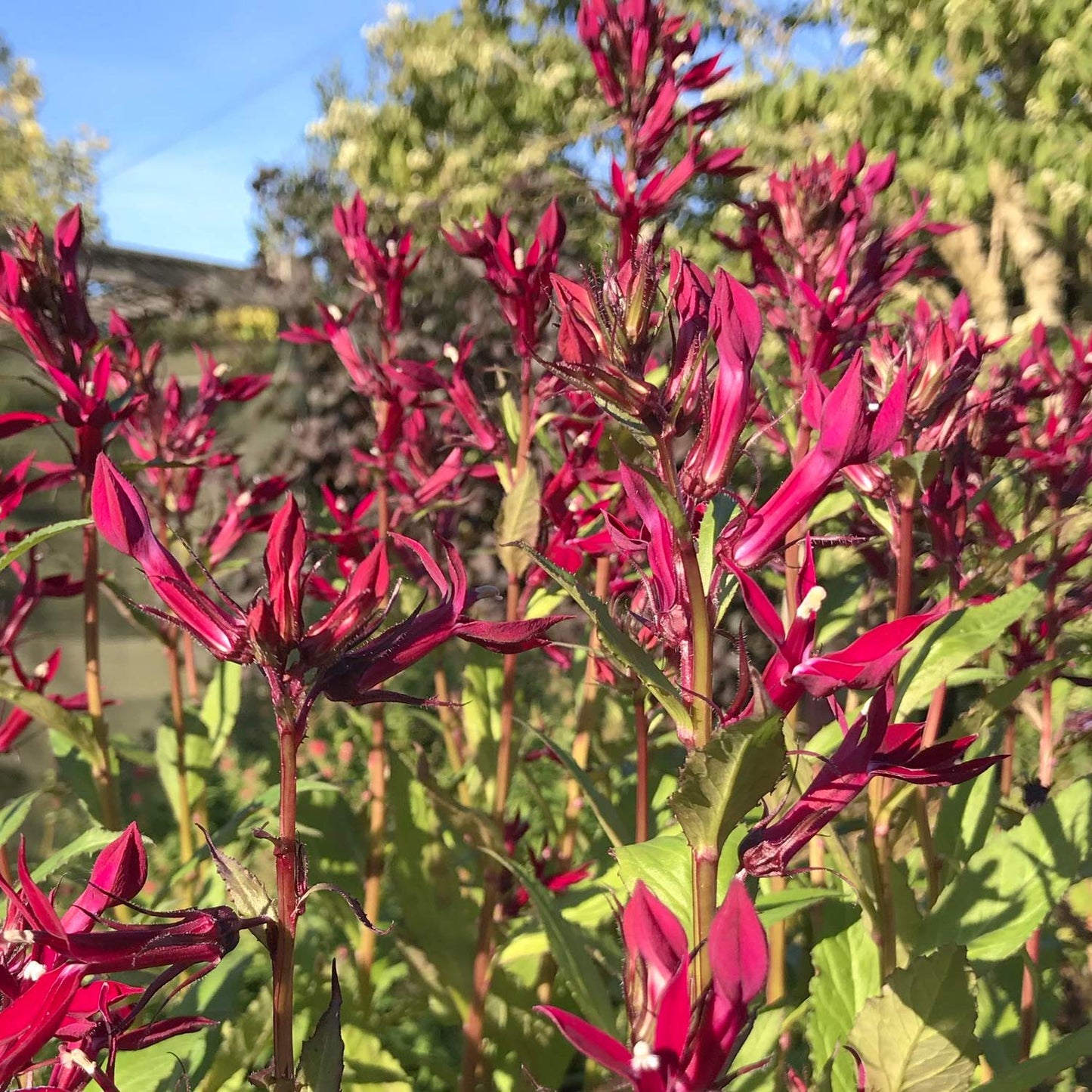 Lobelia x speciosa 'Sparkling Ruby'