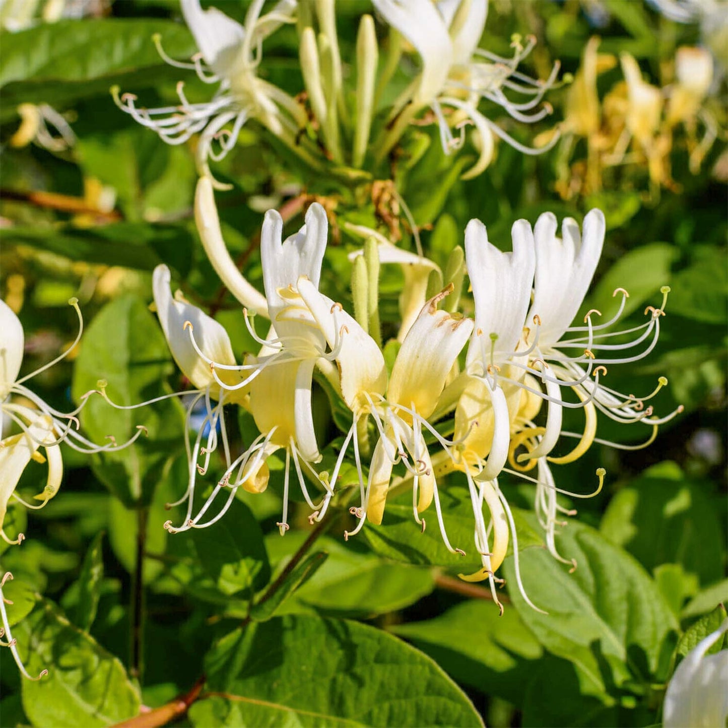 Lonicera japonica 'Hall's Prolific'