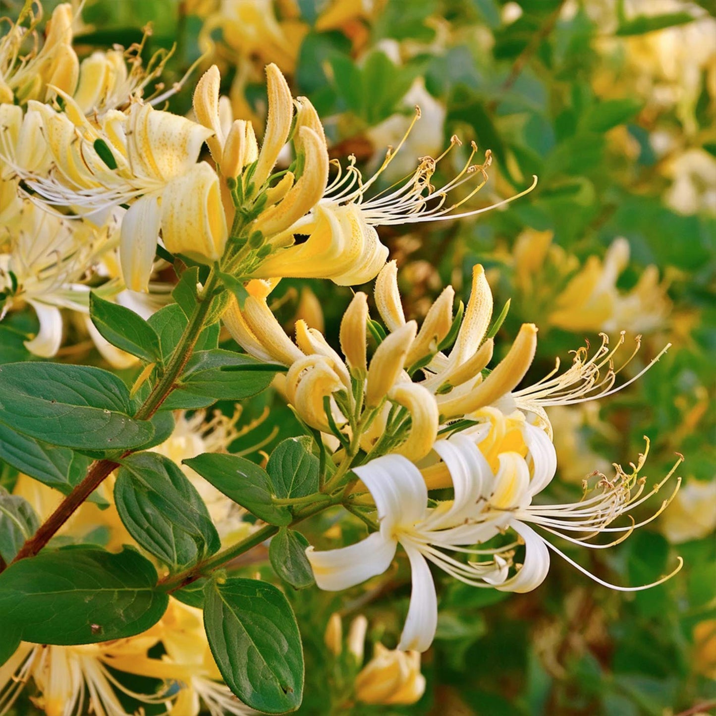 Lonicera japonica 'Hall's Prolific'