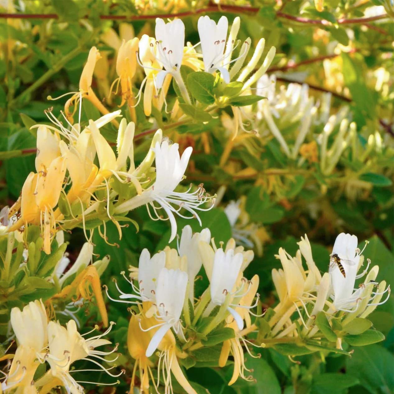 Lonicera japonica 'Hall's Prolific'