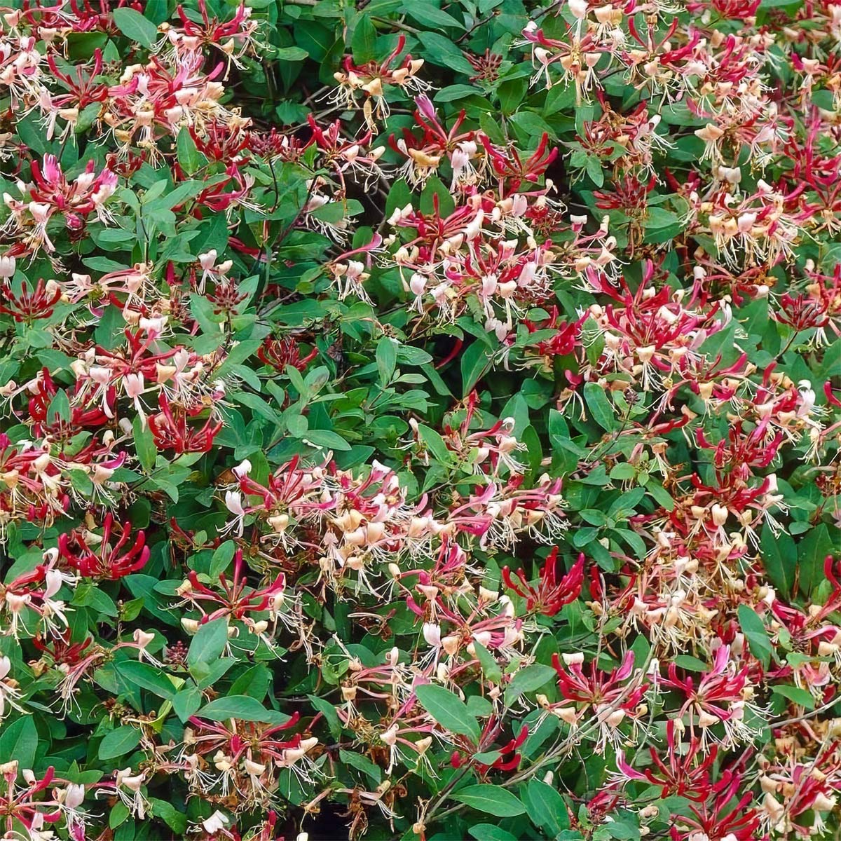 Lonicera periclymenum 'Serotina'