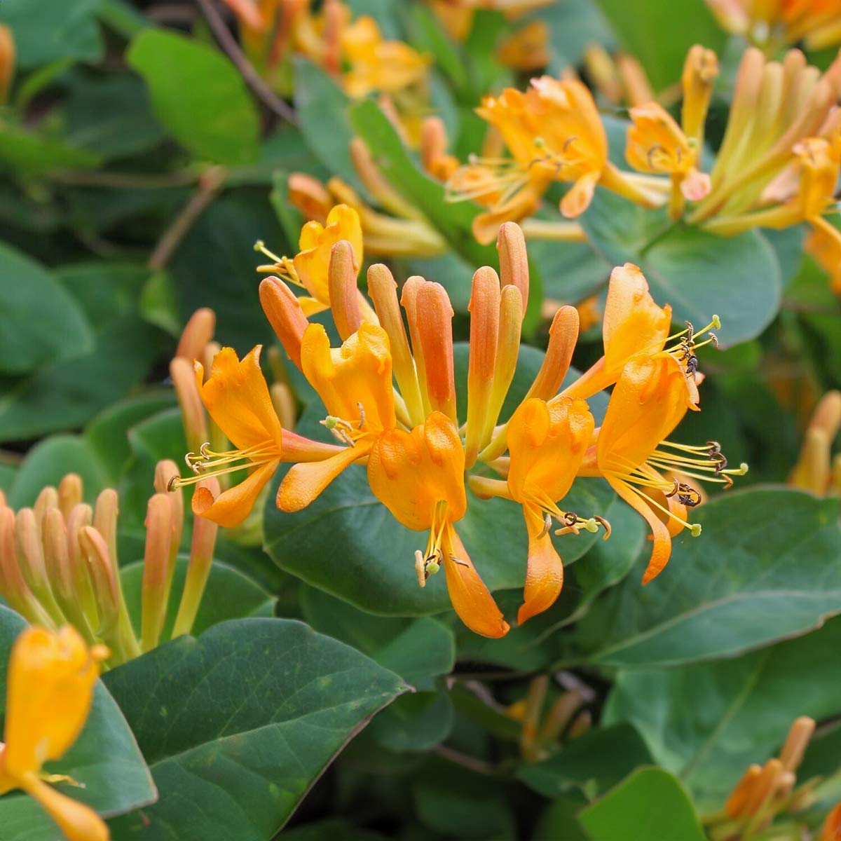 Lonicera x tellmanniana