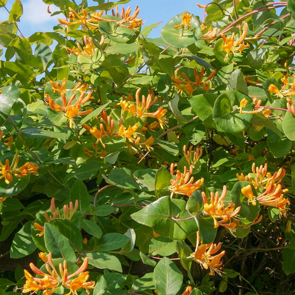 Lonicera x tellmanniana