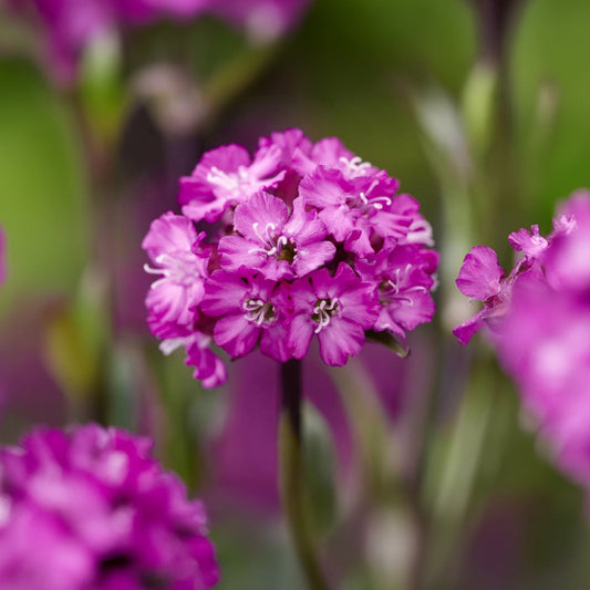 Lychnis 'Cherry Bubbles'