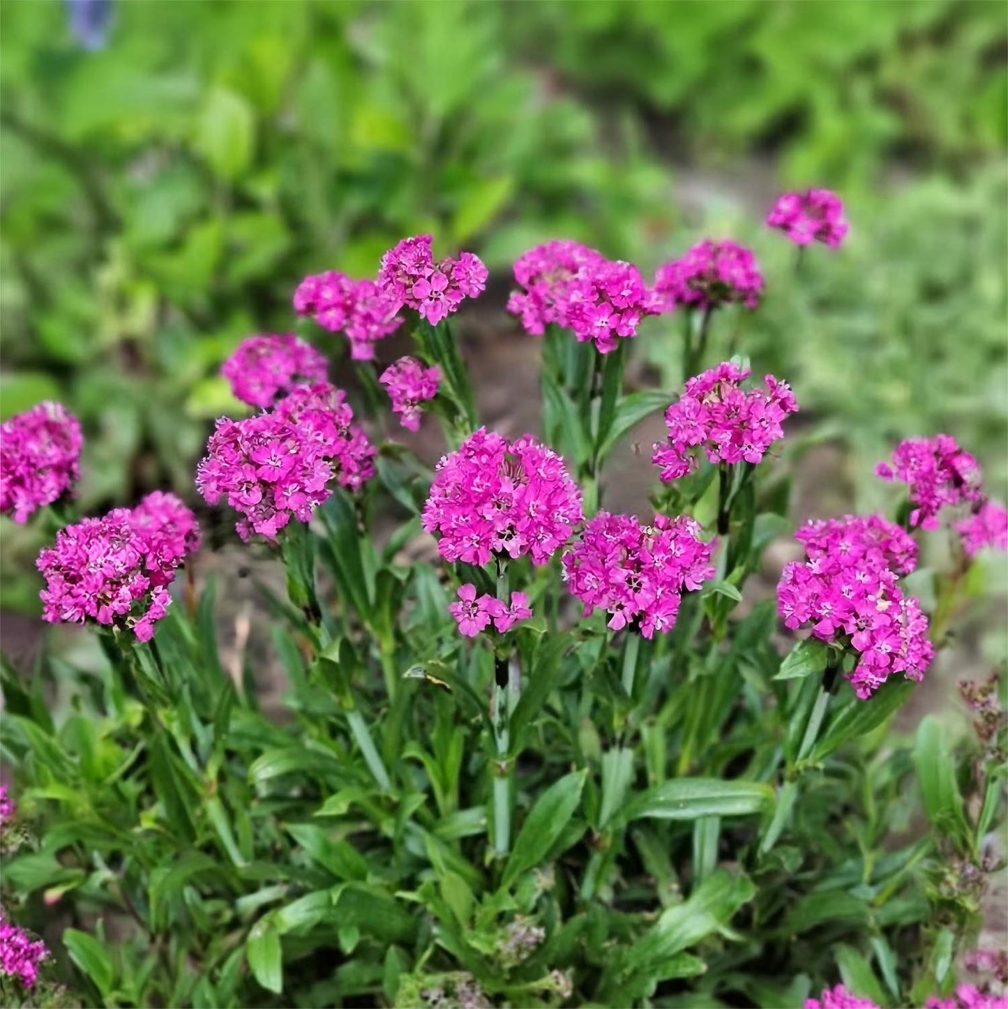 Lychnis 'Cherry Bubbles'