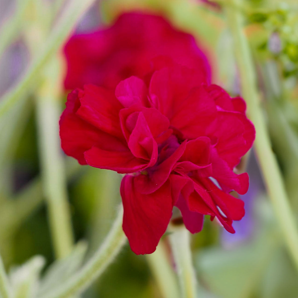 Lychnis coronaria 'Gardeners' World'