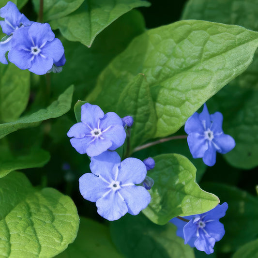 Omphalodes verna