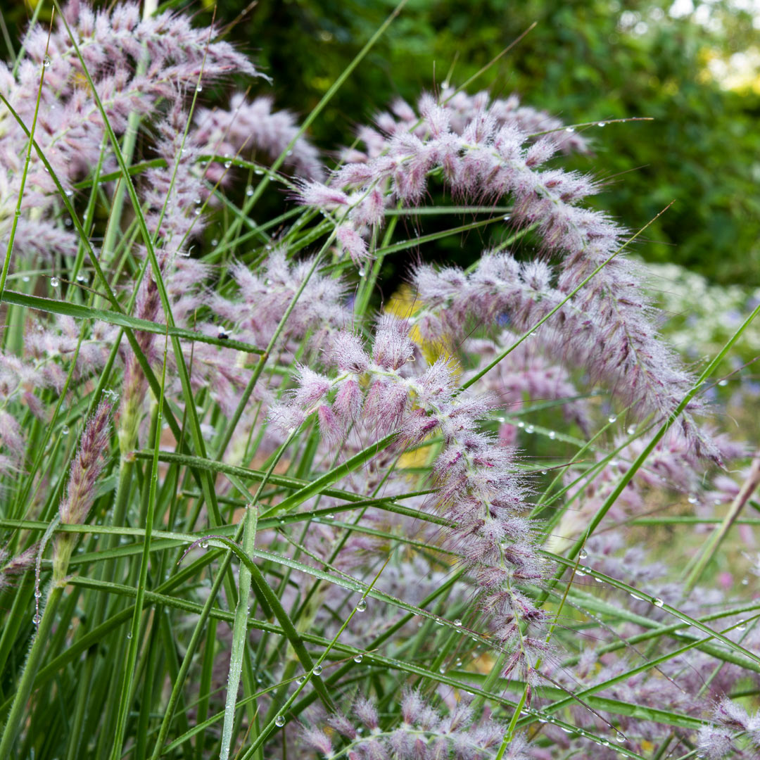Pennisetum orientale 'Karley Rose'