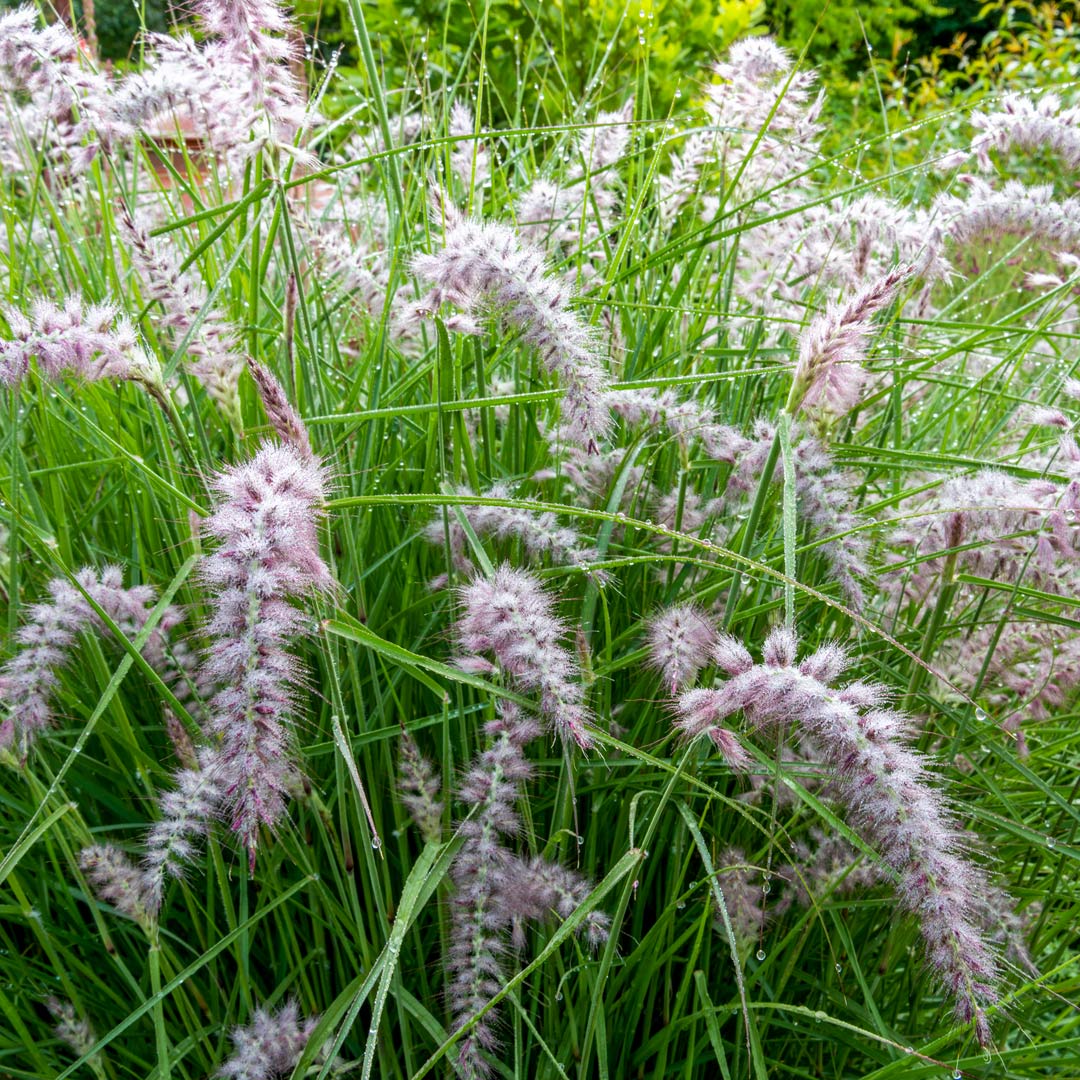 Pennisetum orientale 'Karley Rose' (Oriental Fountain Grass 'Karley Rose')