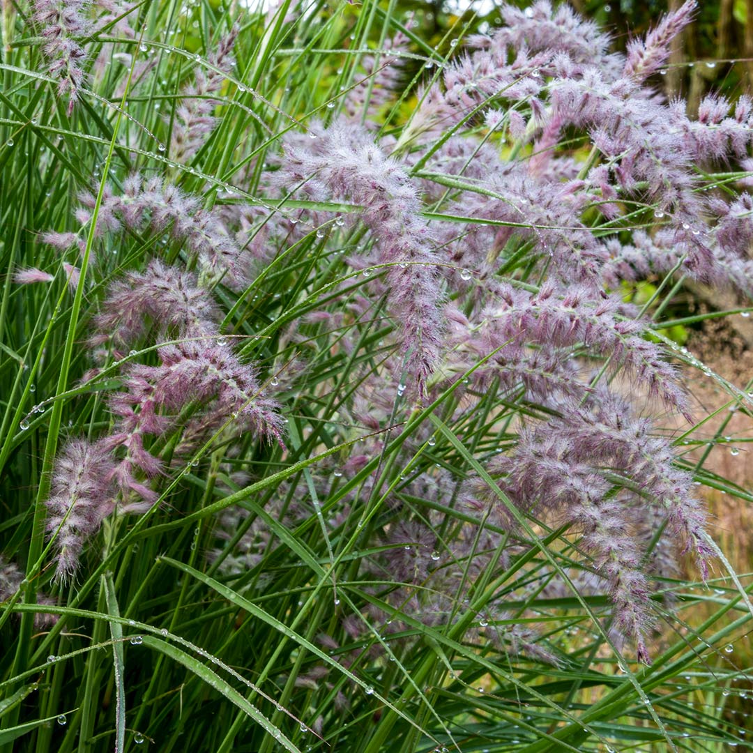 Pennisetum orientale 'Karley Rose'