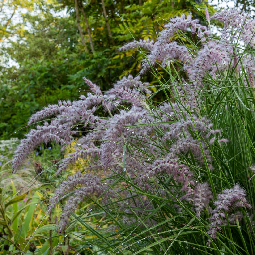 Pennisetum orientale 'Karley Rose' (Oriental Fountain Grass 'Karley Rose')
