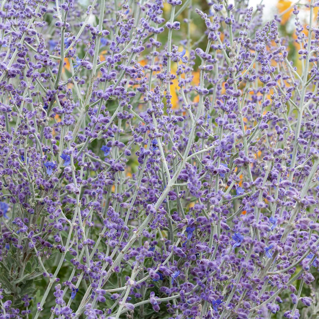 Perovskia 'Blue Spire'