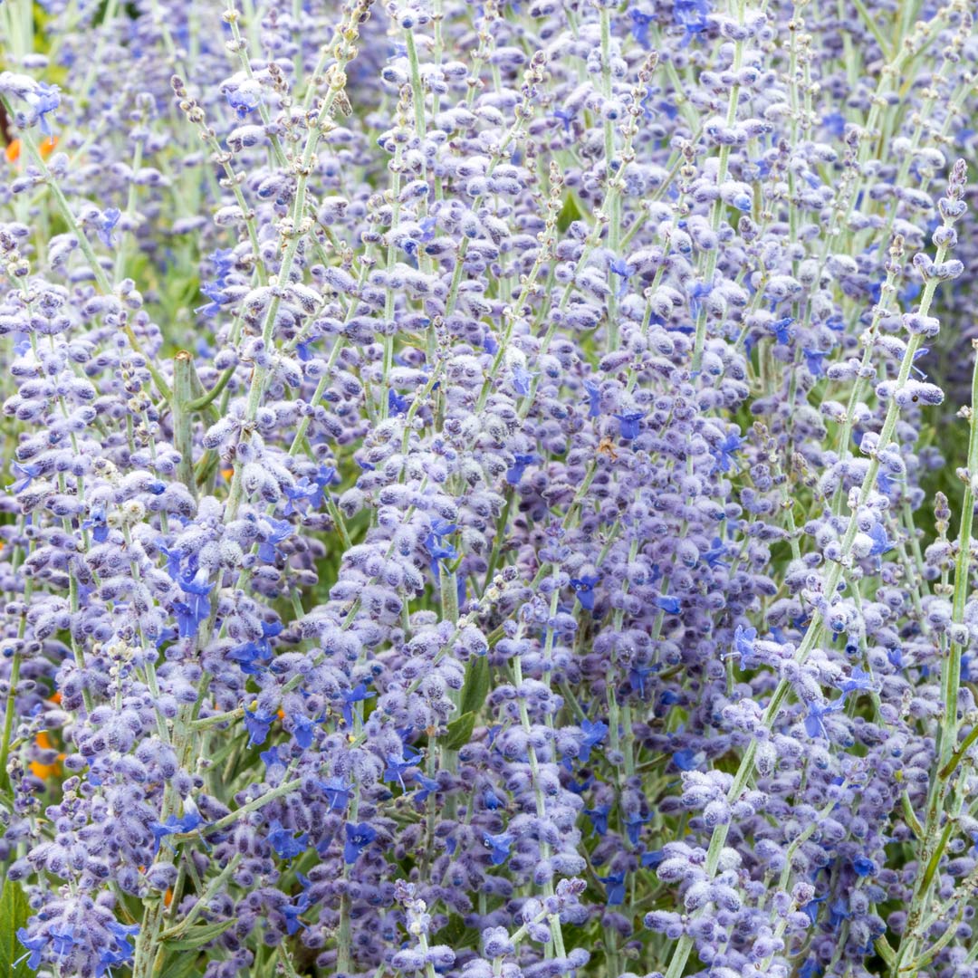 Perovskia 'Blue Spire'