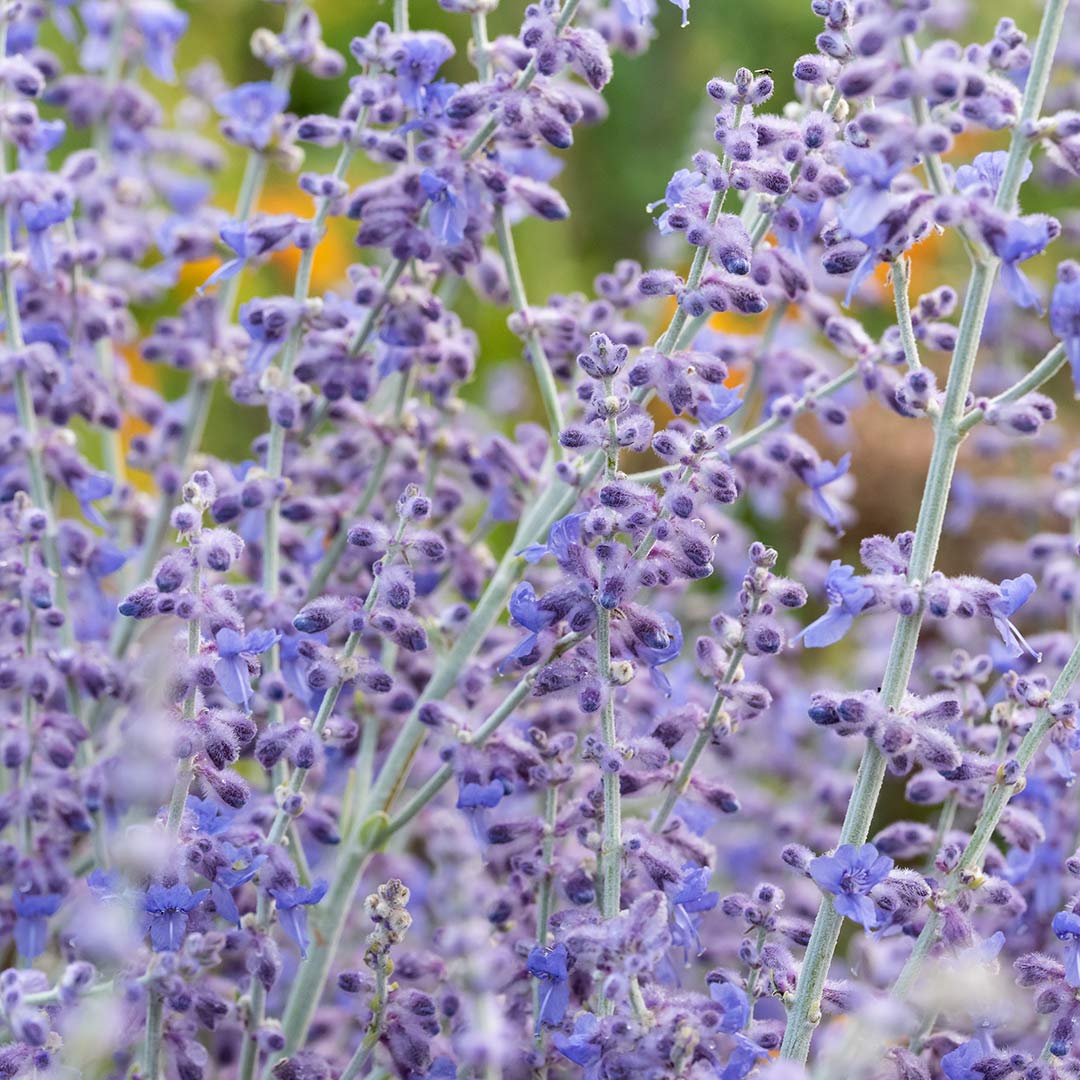 Perovskia 'Blue Spire'