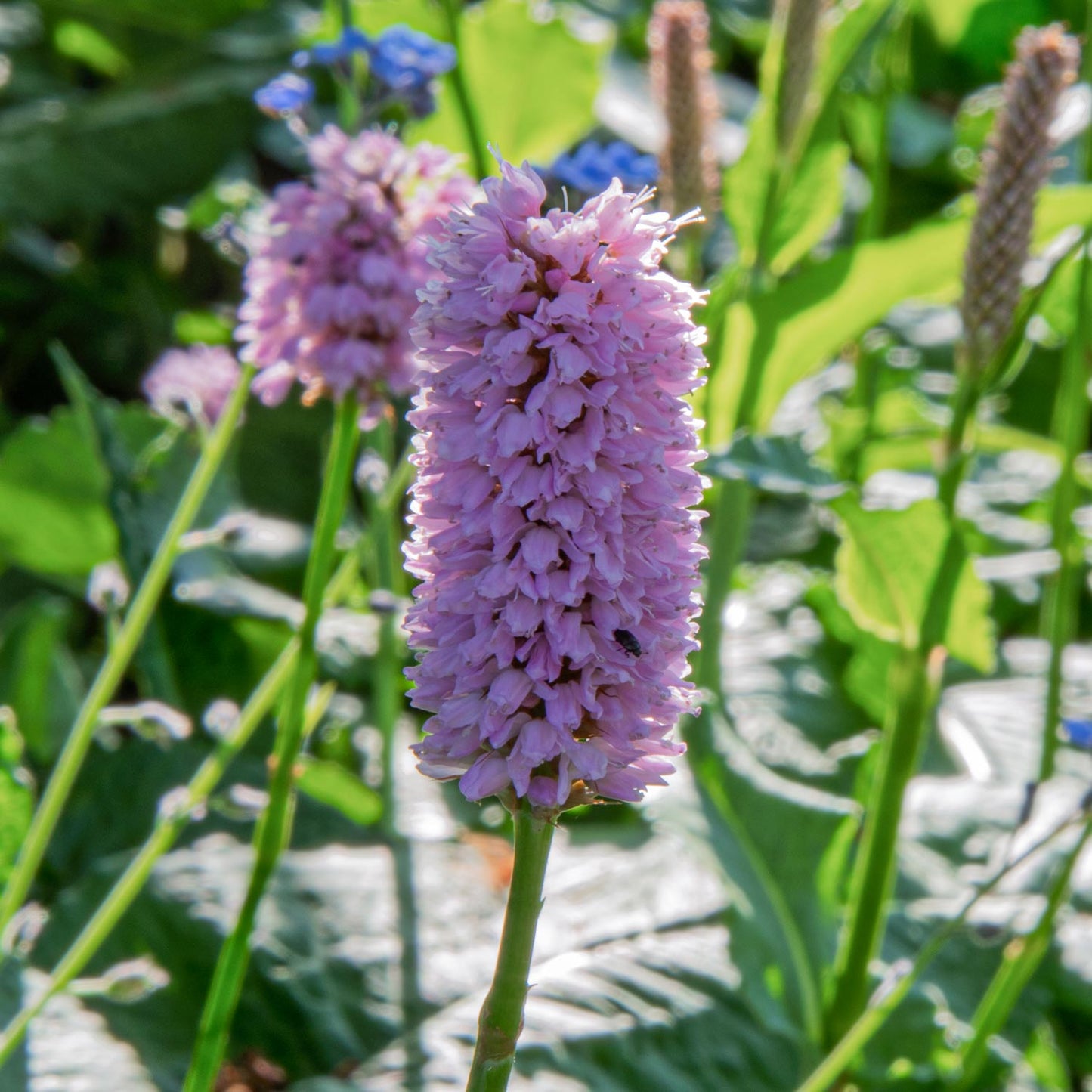 Persicaria bistorta 'Superba'. Close-up of a pink flower with green leaves in the background