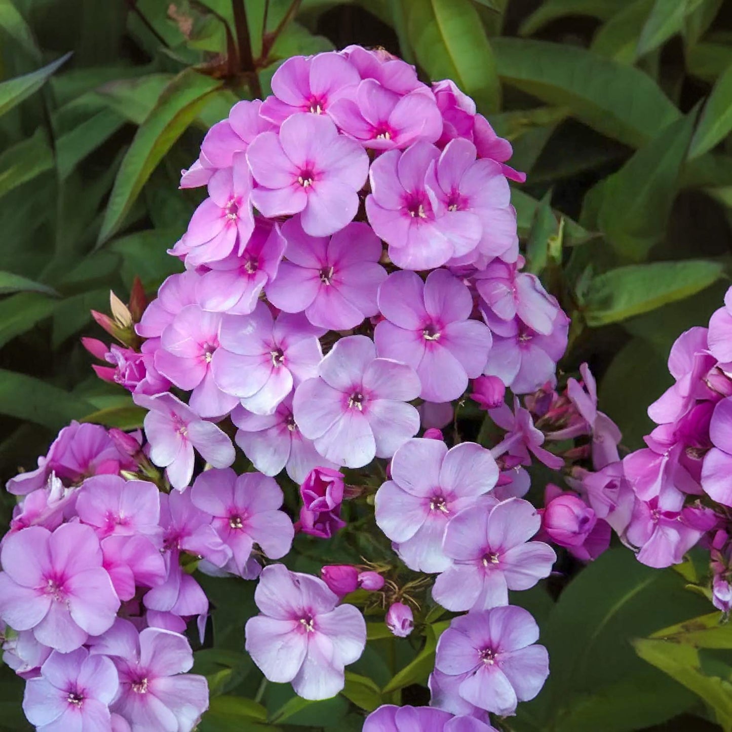 Phlox paniculata 'Eva Cullum'