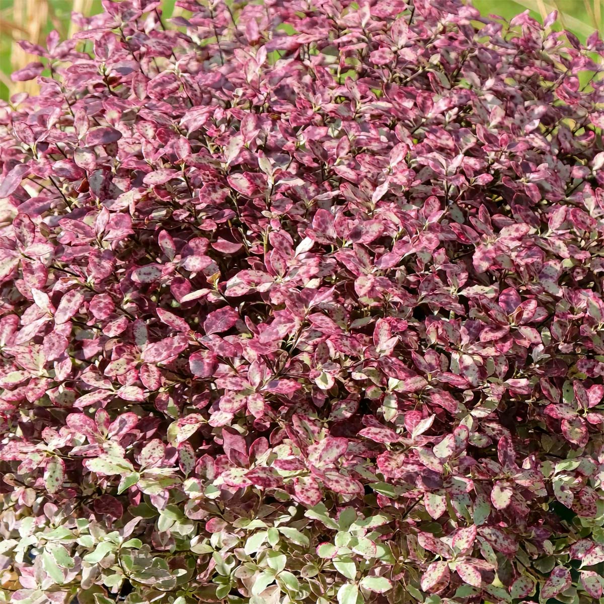 Pittosporum 'Bannow Bay'