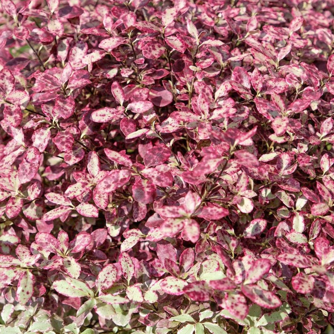 Pittosporum tenuifolium 'Bannow Bay'
