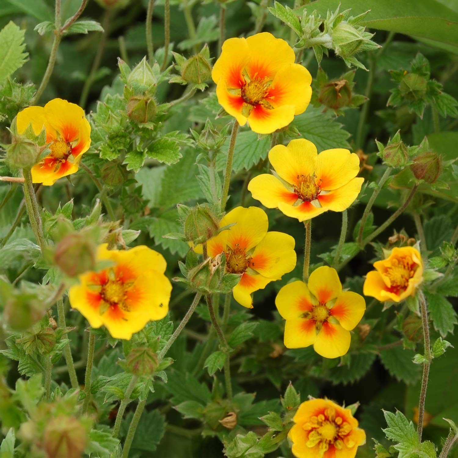 Potentilla atrosanguinea var. argyrophylla